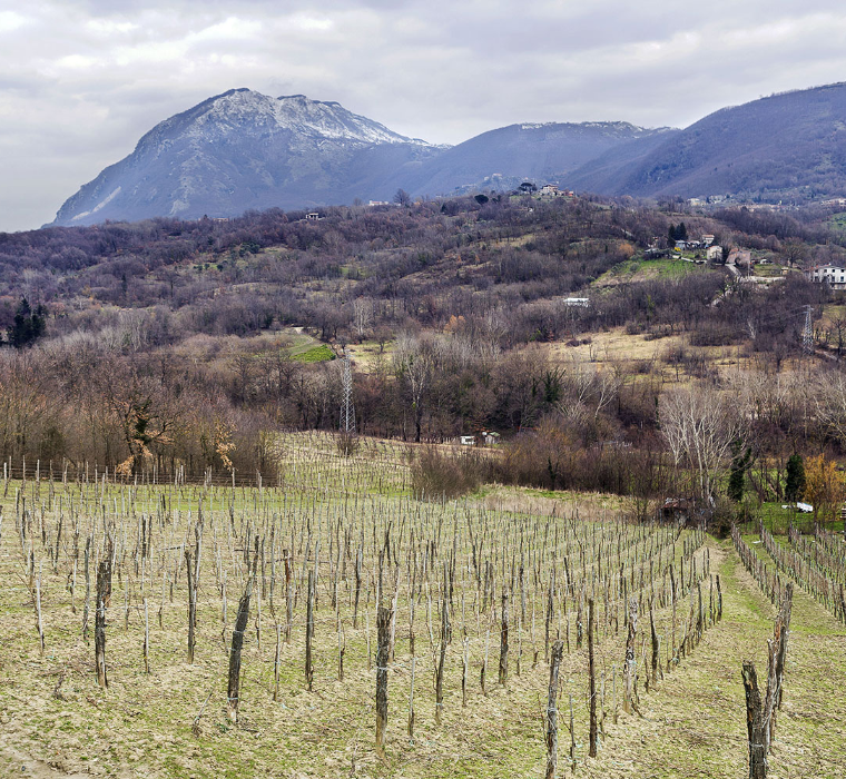 Fiano di Avellino