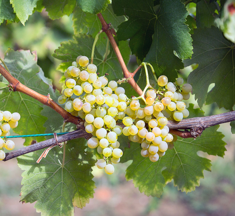 Fiano di Avellino