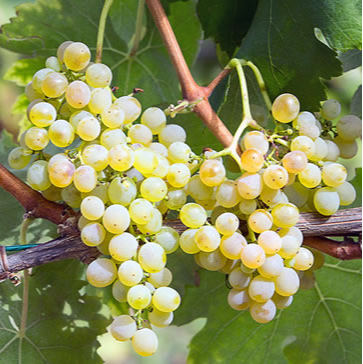 Fiano di Avellino