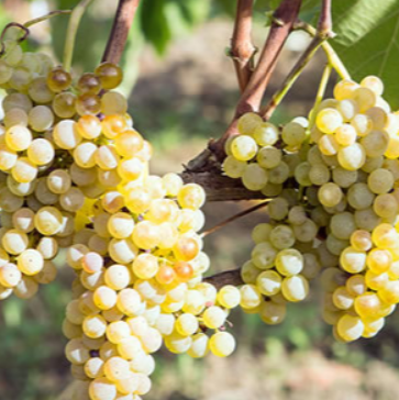 Greco di Tufo