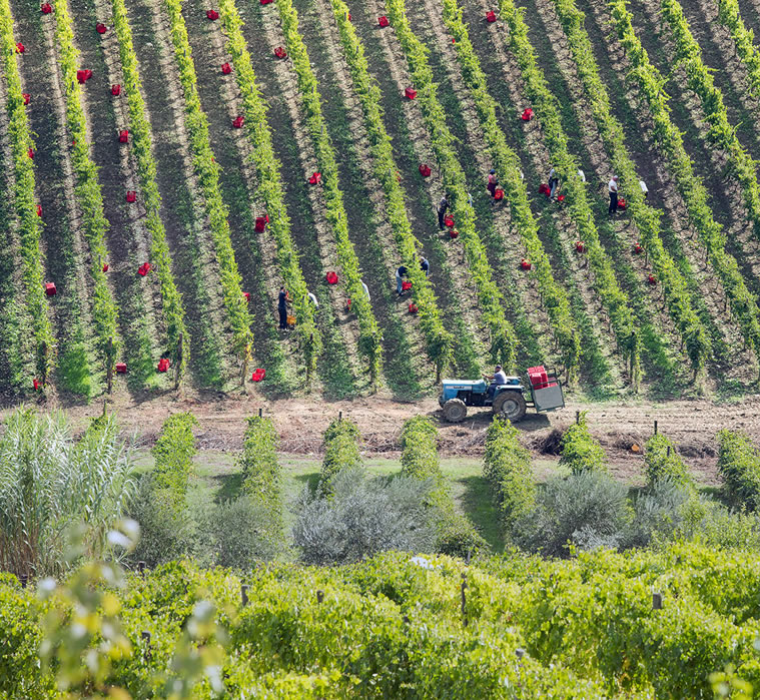 Greco di Tufo